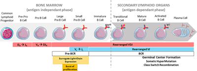 Contribution of Immunoglobulin Enhancers to B Cell Nuclear Organization